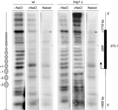 https://cdn.ncbi.nlm.nih.gov/pmc/blobs/94de/2646155/1aed72e4c615/emboj2008299f6.jpg