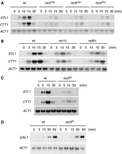 https://cdn.ncbi.nlm.nih.gov/pmc/blobs/94de/2646155/c17b33faef41/emboj2008299f2.jpg