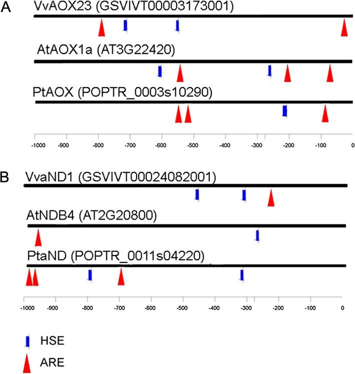 https://cdn.ncbi.nlm.nih.gov/pmc/blobs/94df/3398446/500514ed2d44/jexboters094f06_3c.jpg