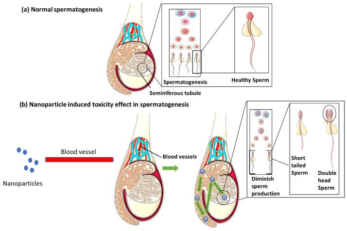 https://cdn.ncbi.nlm.nih.gov/pmc/blobs/94e0/10059981/29de82c2698a/life-13-00767-g003.jpg