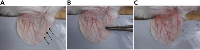 https://cdn.ncbi.nlm.nih.gov/pmc/blobs/94e3/12138553/d2177b642610/gr5.jpg