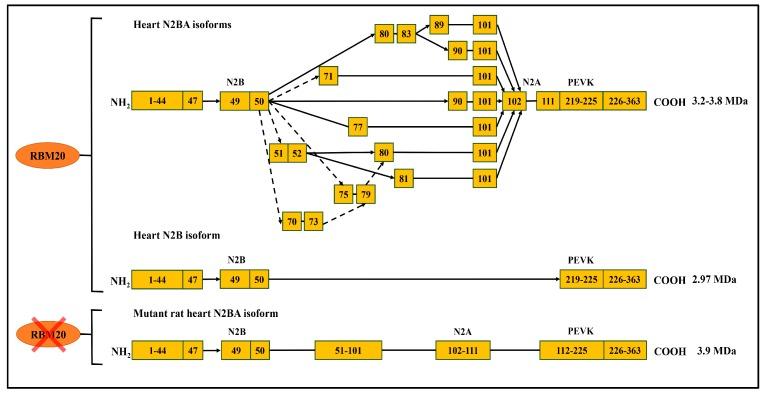 https://cdn.ncbi.nlm.nih.gov/pmc/blobs/94e4/5793171/f12843221d95/genes-09-00018-g003.jpg