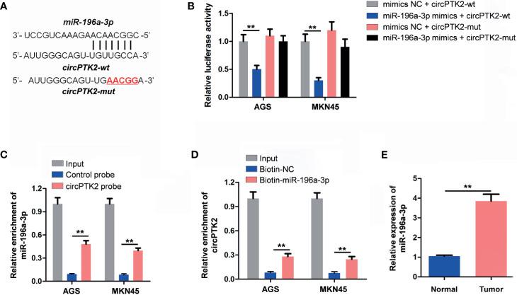 https://cdn.ncbi.nlm.nih.gov/pmc/blobs/94e5/8479173/0e905ac97ad8/fonc-11-706415-g005.jpg