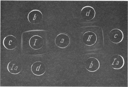 https://cdn.ncbi.nlm.nih.gov/pmc/blobs/94e6/1423827/be821d20a0f4/immunology00417-0024-a.jpg