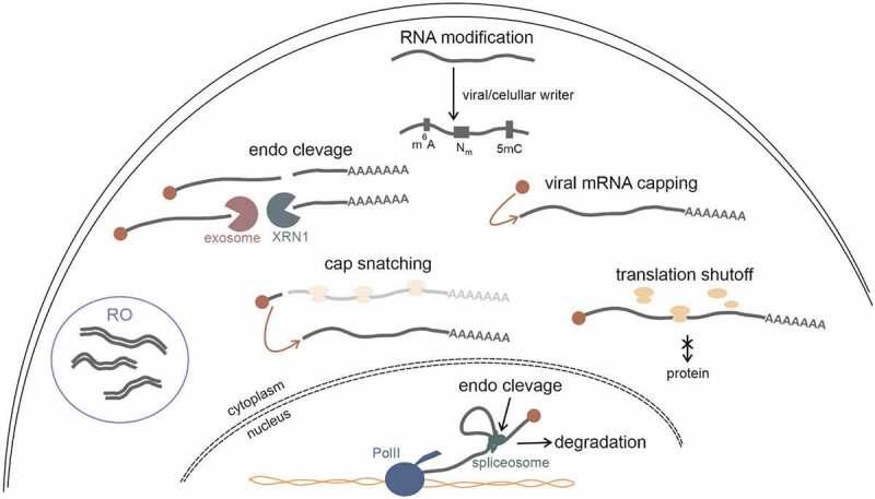 https://cdn.ncbi.nlm.nih.gov/pmc/blobs/94e9/8078519/68bcfb15a9bb/KRNB_A_1875680_F0003_OC.jpg