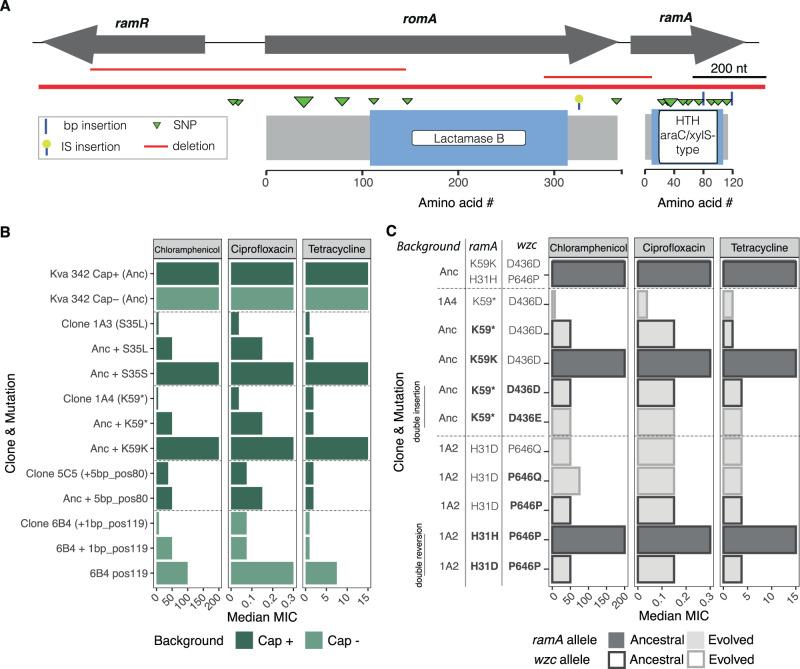 https://cdn.ncbi.nlm.nih.gov/pmc/blobs/94ea/9376106/1ce2260c2873/41467_2022_32504_Fig6_HTML.jpg