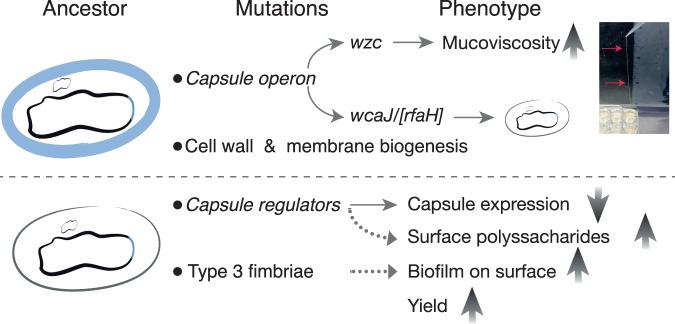 https://cdn.ncbi.nlm.nih.gov/pmc/blobs/94ea/9376106/6cb674c1ead1/41467_2022_32504_Fig7_HTML.jpg