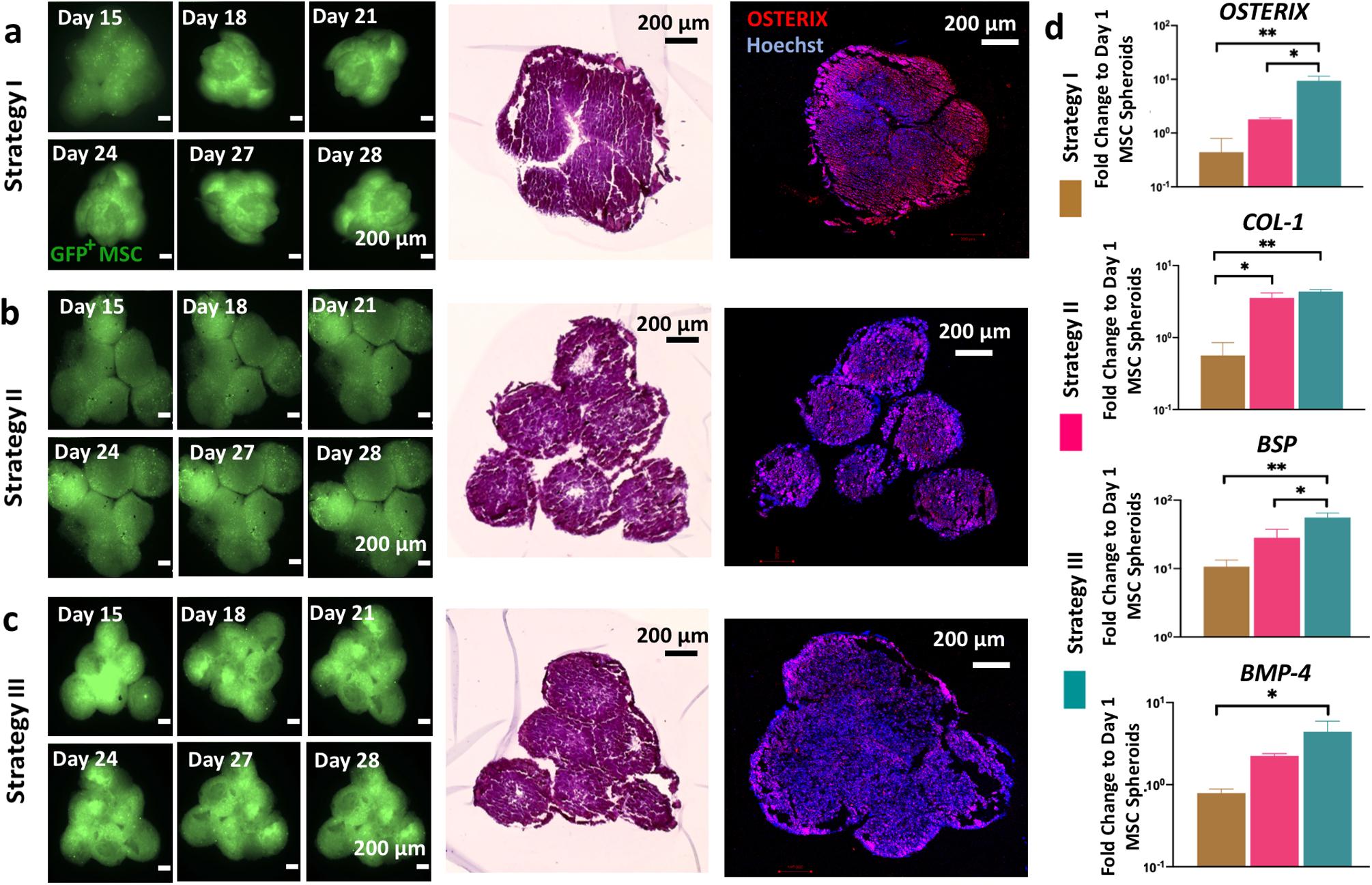 https://cdn.ncbi.nlm.nih.gov/pmc/blobs/94ec/7695349/60253890b948/nihms-1645583-f0007.jpg
