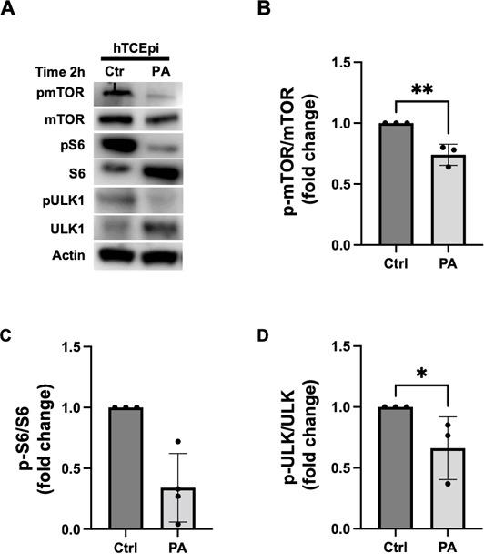 https://cdn.ncbi.nlm.nih.gov/pmc/blobs/94ef/11852725/66cf7763871a/msphere.00537-24.f002.jpg