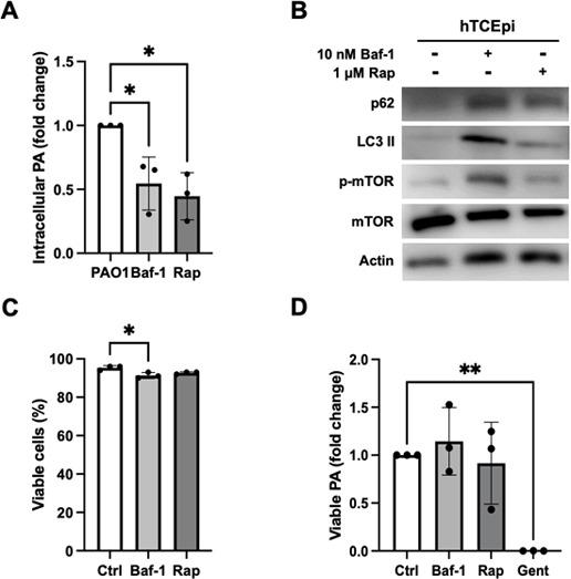 https://cdn.ncbi.nlm.nih.gov/pmc/blobs/94ef/11852725/d85b00b442b9/msphere.00537-24.f003.jpg