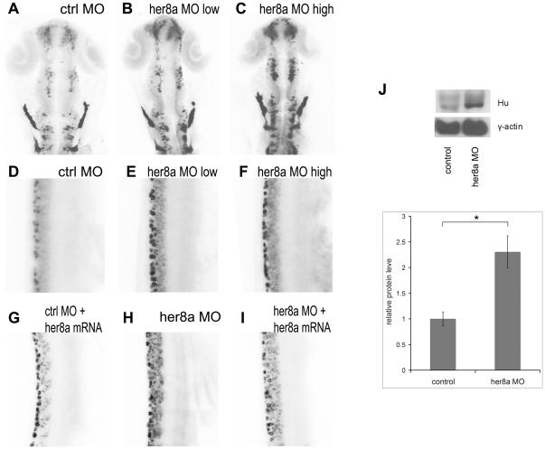 https://cdn.ncbi.nlm.nih.gov/pmc/blobs/94ef/3082574/48c6fd3470ec/pone.0019394.g005.jpg