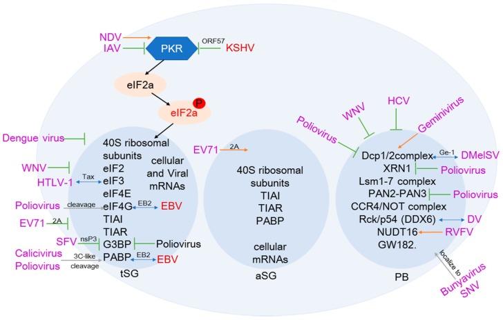 https://cdn.ncbi.nlm.nih.gov/pmc/blobs/94f7/6315618/a76a121abaa9/biomedicines-06-00111-g002.jpg