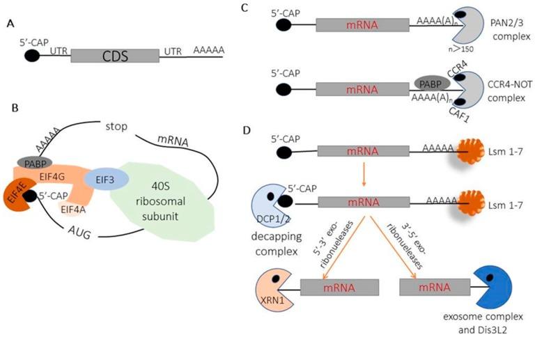 https://cdn.ncbi.nlm.nih.gov/pmc/blobs/94f7/6315618/f17061bcd428/biomedicines-06-00111-g001.jpg