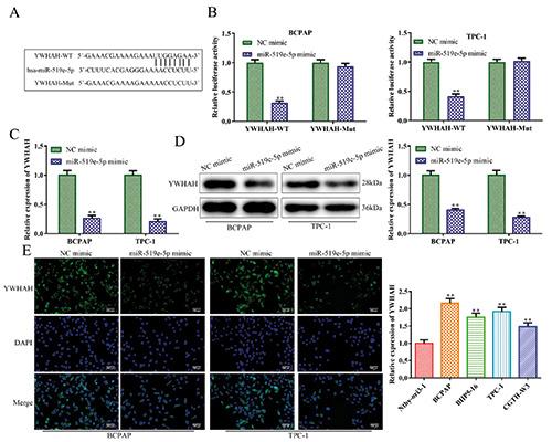 https://cdn.ncbi.nlm.nih.gov/pmc/blobs/94f7/7731578/37dad14614cf/ejh-64-4-3177-g004.jpg