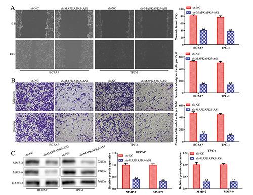 https://cdn.ncbi.nlm.nih.gov/pmc/blobs/94f7/7731578/680aa46c685e/ejh-64-4-3177-g002.jpg