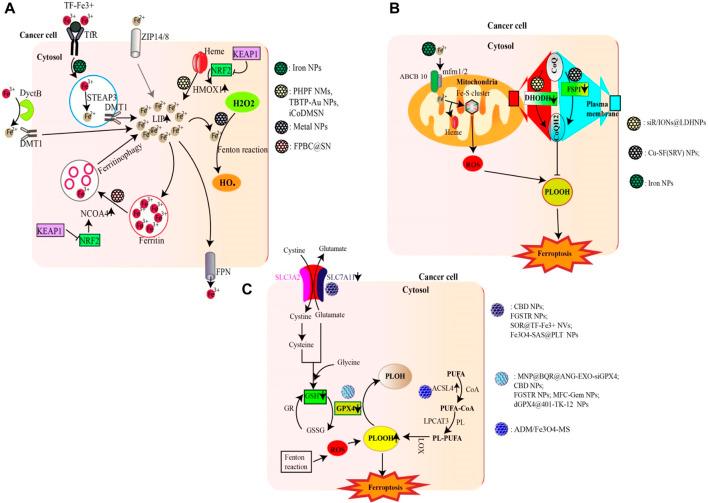 https://cdn.ncbi.nlm.nih.gov/pmc/blobs/94fb/11219589/397e3ca00443/fphar-15-1416382-g001.jpg