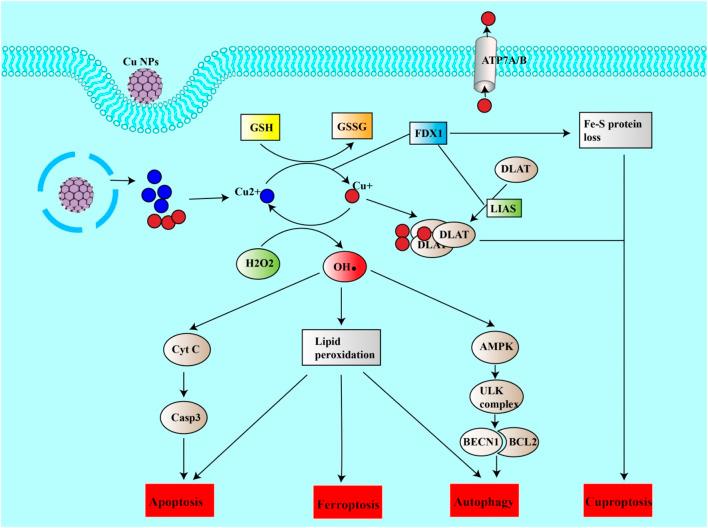 https://cdn.ncbi.nlm.nih.gov/pmc/blobs/94fb/11219589/6c602ace6ffd/fphar-15-1416382-g004.jpg