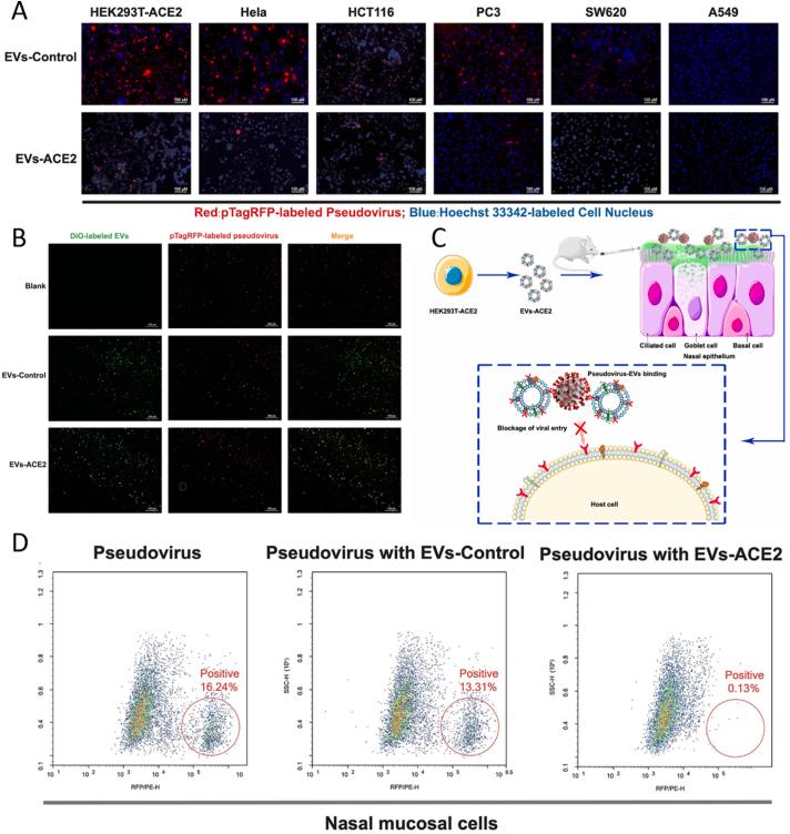 https://cdn.ncbi.nlm.nih.gov/pmc/blobs/94fc/10213807/d71f6f837587/gr3.jpg
