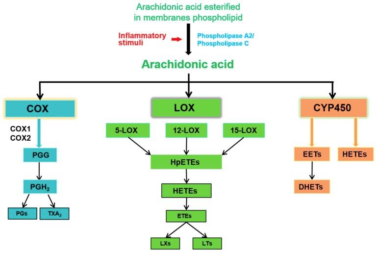 https://cdn.ncbi.nlm.nih.gov/pmc/blobs/94fc/6695795/663e2dfc4a87/ijms-20-03683-g001.jpg
