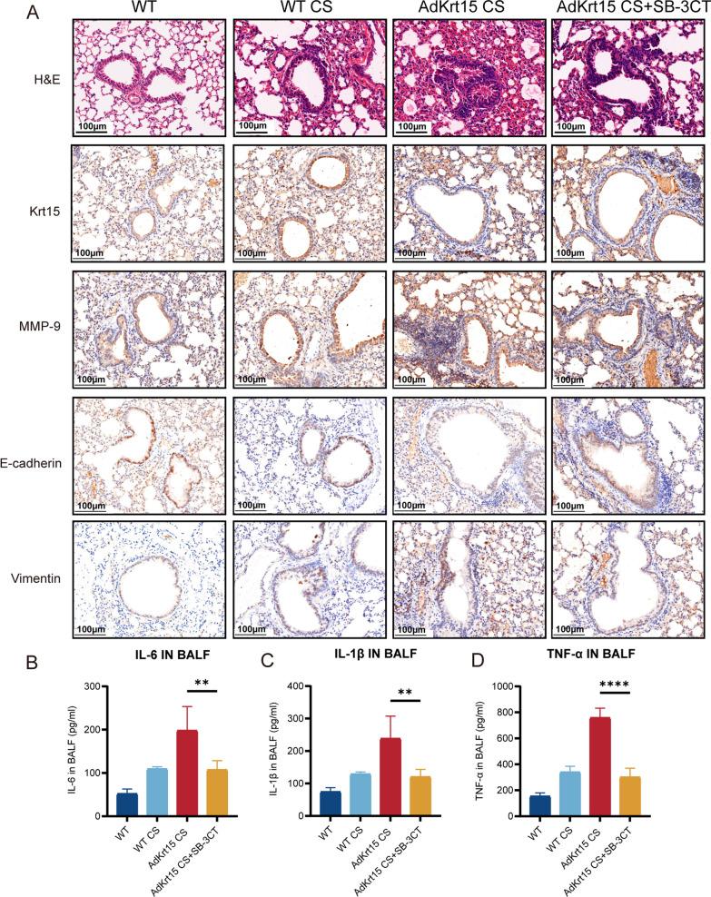 https://cdn.ncbi.nlm.nih.gov/pmc/blobs/9502/10675954/5ddaa5f2c748/12931_2023_2598_Fig6_HTML.jpg