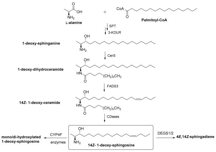 https://cdn.ncbi.nlm.nih.gov/pmc/blobs/9502/8347175/96cdb1b8a422/ijms-22-08171-g002.jpg