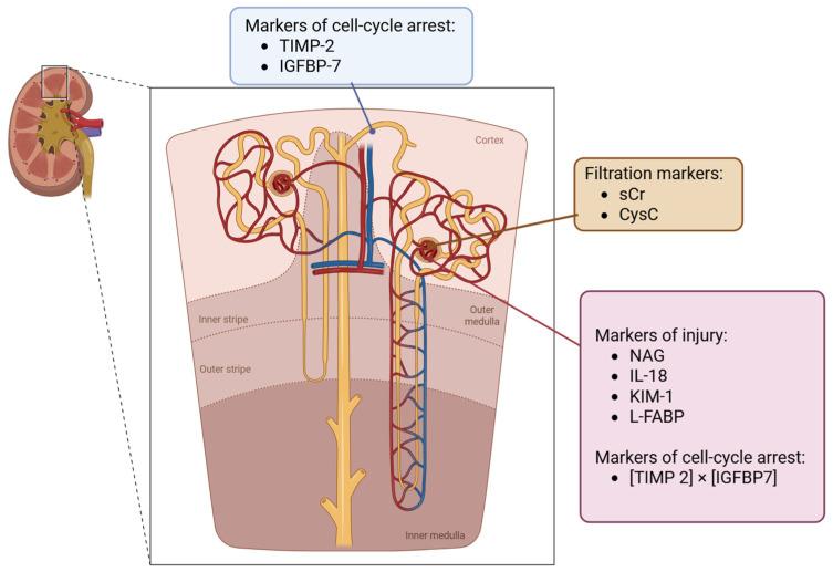 https://cdn.ncbi.nlm.nih.gov/pmc/blobs/9508/12387486/0eed6052e2cd/life-15-01249-g001.jpg