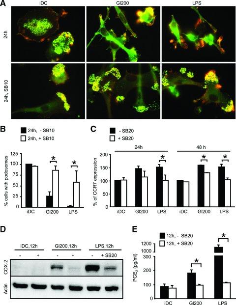 https://cdn.ncbi.nlm.nih.gov/pmc/blobs/950b/3922678/4c71c7f10d23/jcmm0015-0938-f7.jpg