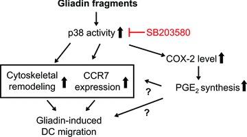 https://cdn.ncbi.nlm.nih.gov/pmc/blobs/950b/3922678/ba225988584f/jcmm0015-0938-f8.jpg