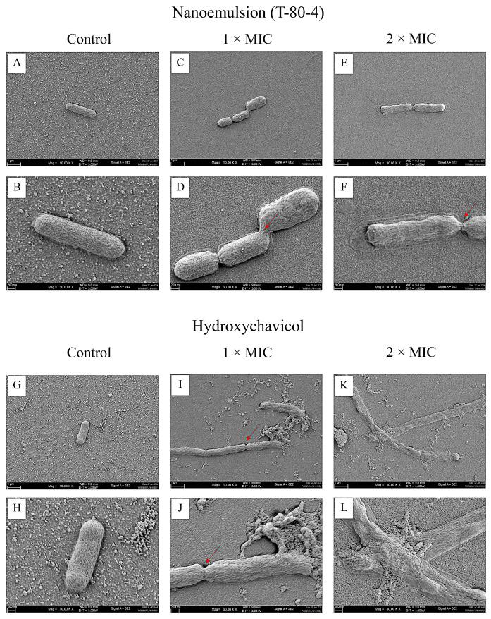 https://cdn.ncbi.nlm.nih.gov/pmc/blobs/950c/12382705/266b19cea25c/antibiotics-14-00788-g005.jpg