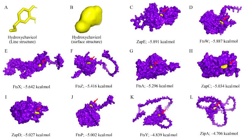 https://cdn.ncbi.nlm.nih.gov/pmc/blobs/950c/12382705/3f1657a35e36/antibiotics-14-00788-g006.jpg