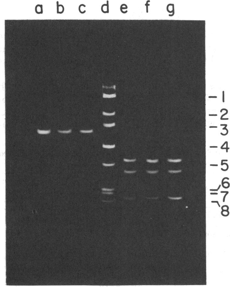 https://cdn.ncbi.nlm.nih.gov/pmc/blobs/9511/293769/7e6f73d27b0b/jbacter00564-0015-a.jpg