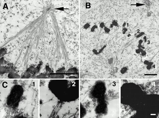 https://cdn.ncbi.nlm.nih.gov/pmc/blobs/9513/2196006/7681e349a562/JCB0010009.f5.jpg