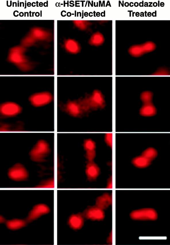 https://cdn.ncbi.nlm.nih.gov/pmc/blobs/9513/2196006/cb3a862e7793/JCB0010009.f7.jpg