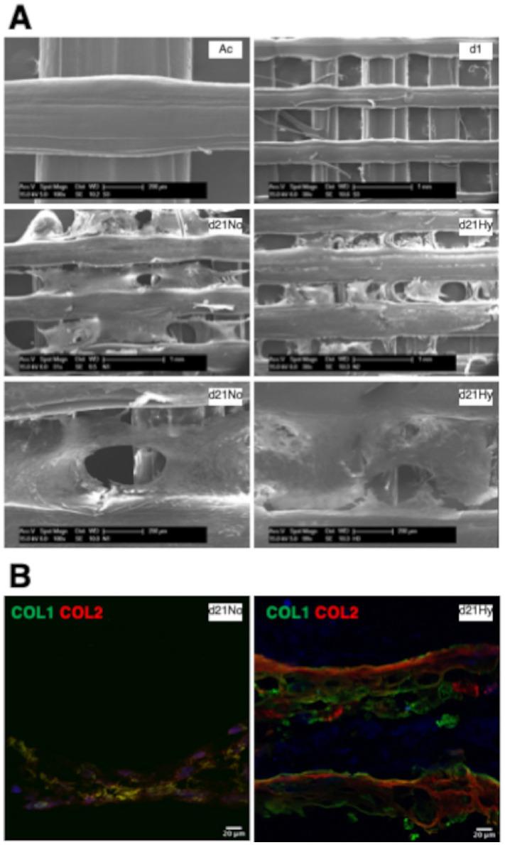https://cdn.ncbi.nlm.nih.gov/pmc/blobs/9515/9924975/f66d1dd5d5ad/10.1177_19476035221127638-fig5.jpg