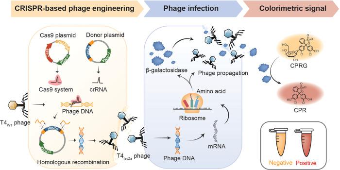 https://cdn.ncbi.nlm.nih.gov/pmc/blobs/9518/11561875/fa2b0d9269ee/ac4c05177_0001.jpg