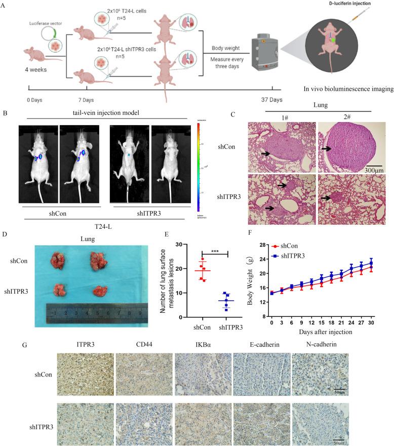 https://cdn.ncbi.nlm.nih.gov/pmc/blobs/951a/7877014/11bed410b260/13046_2021_1866_Fig11_HTML.jpg