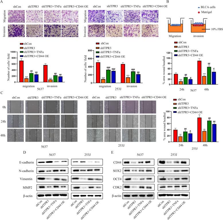 https://cdn.ncbi.nlm.nih.gov/pmc/blobs/951a/7877014/3cffafdcbb58/13046_2021_1866_Fig9_HTML.jpg