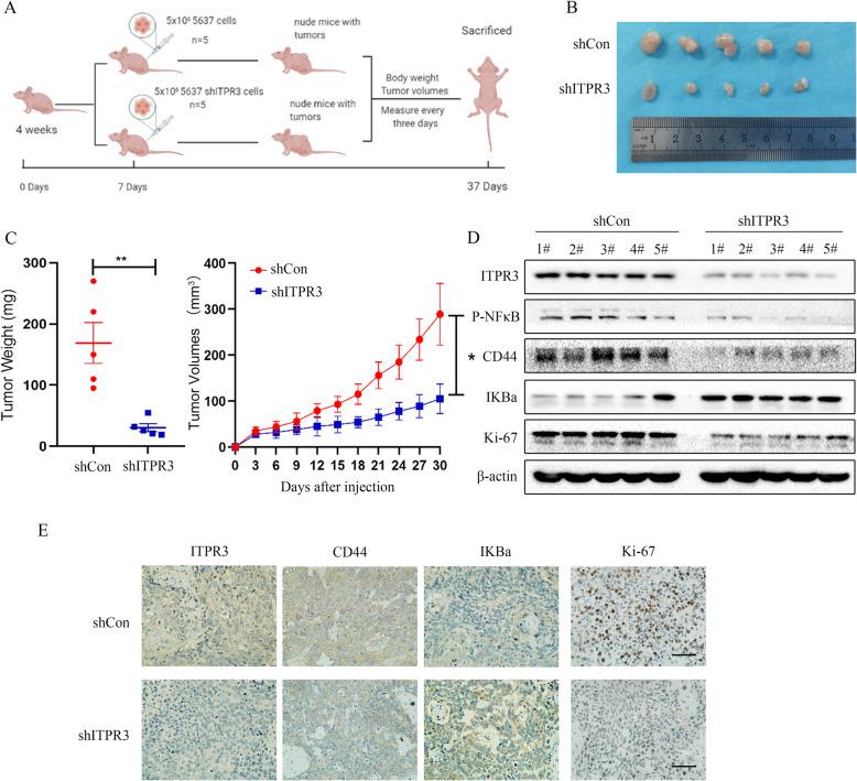 https://cdn.ncbi.nlm.nih.gov/pmc/blobs/951a/7877014/3ed7c42837af/13046_2021_1866_Fig10_HTML.jpg