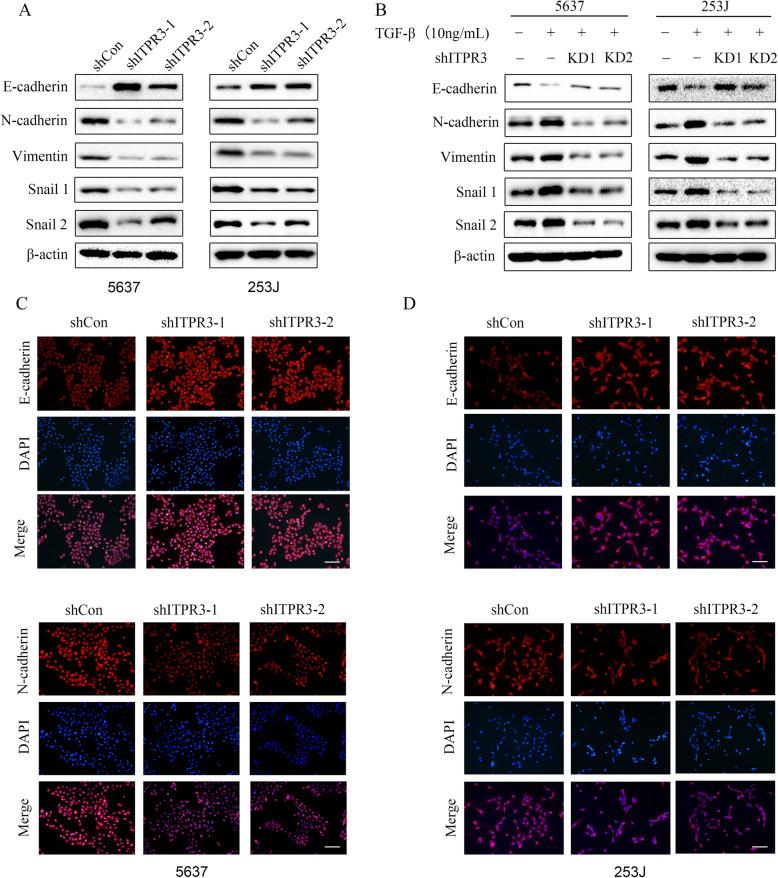 https://cdn.ncbi.nlm.nih.gov/pmc/blobs/951a/7877014/cd6bda9bb870/13046_2021_1866_Fig5_HTML.jpg