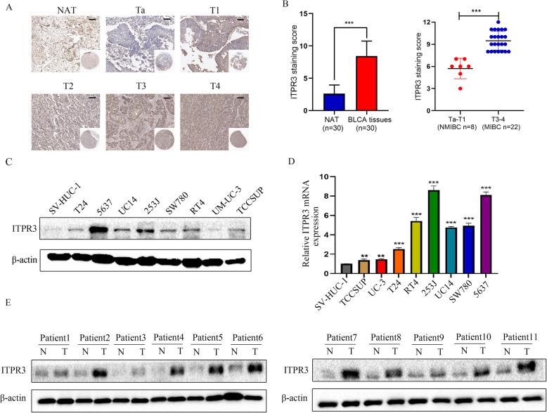 https://cdn.ncbi.nlm.nih.gov/pmc/blobs/951a/7877014/fba719707d51/13046_2021_1866_Fig1_HTML.jpg