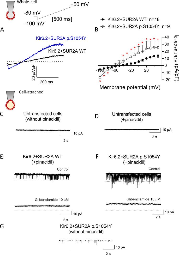 https://cdn.ncbi.nlm.nih.gov/pmc/blobs/951b/9614705/0d7e8ac5060a/JGP_202112995_Fig1.jpg