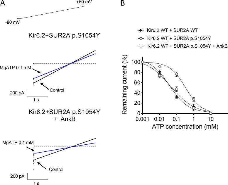 https://cdn.ncbi.nlm.nih.gov/pmc/blobs/951b/9614705/ac42540b7019/JGP_202112995_Fig11.jpg