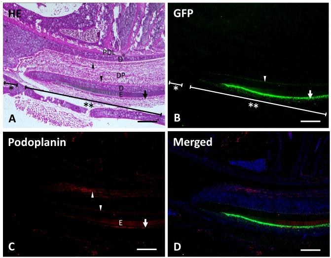 https://cdn.ncbi.nlm.nih.gov/pmc/blobs/9521/4792420/1e5c5fd51ecc/pone.0150766.g007.jpg