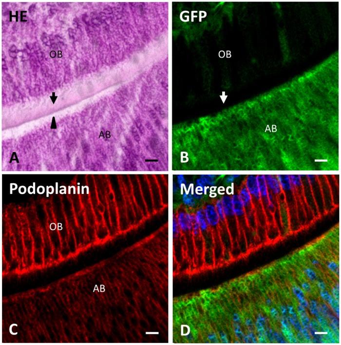 https://cdn.ncbi.nlm.nih.gov/pmc/blobs/9521/4792420/3074673af571/pone.0150766.g006.jpg