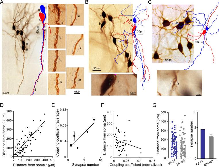 https://cdn.ncbi.nlm.nih.gov/pmc/blobs/9522/9934863/275352eade6d/elife-80100-fig5.jpg
