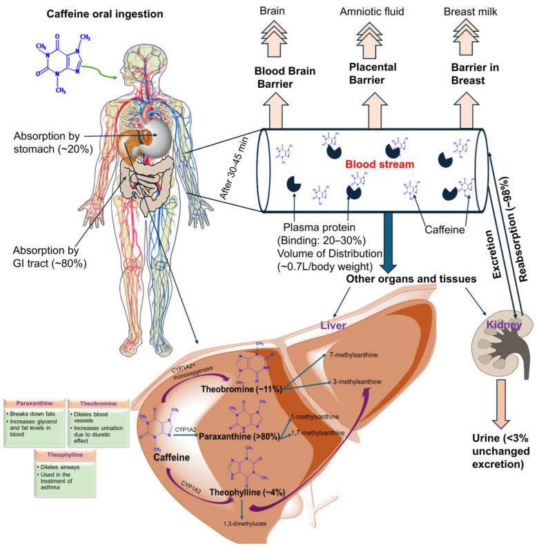 https://cdn.ncbi.nlm.nih.gov/pmc/blobs/9525/11593559/e5698c6bb53f/ijms-25-12003-g002.jpg