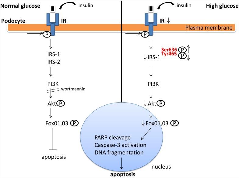 https://cdn.ncbi.nlm.nih.gov/pmc/blobs/9528/4951020/1c79d1b36254/pone.0158873.g006.jpg