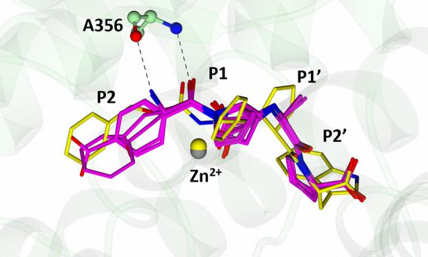 https://cdn.ncbi.nlm.nih.gov/pmc/blobs/9530/11880972/71ec2b247185/FEBS-292-1141-g001.jpg