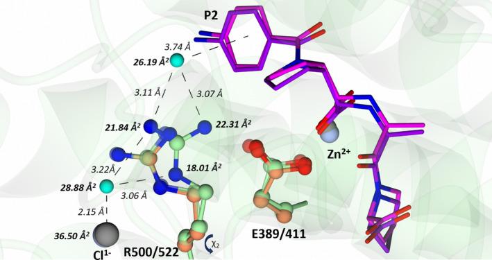 https://cdn.ncbi.nlm.nih.gov/pmc/blobs/9530/11880972/cb225098b5ab/FEBS-292-1141-g011.jpg