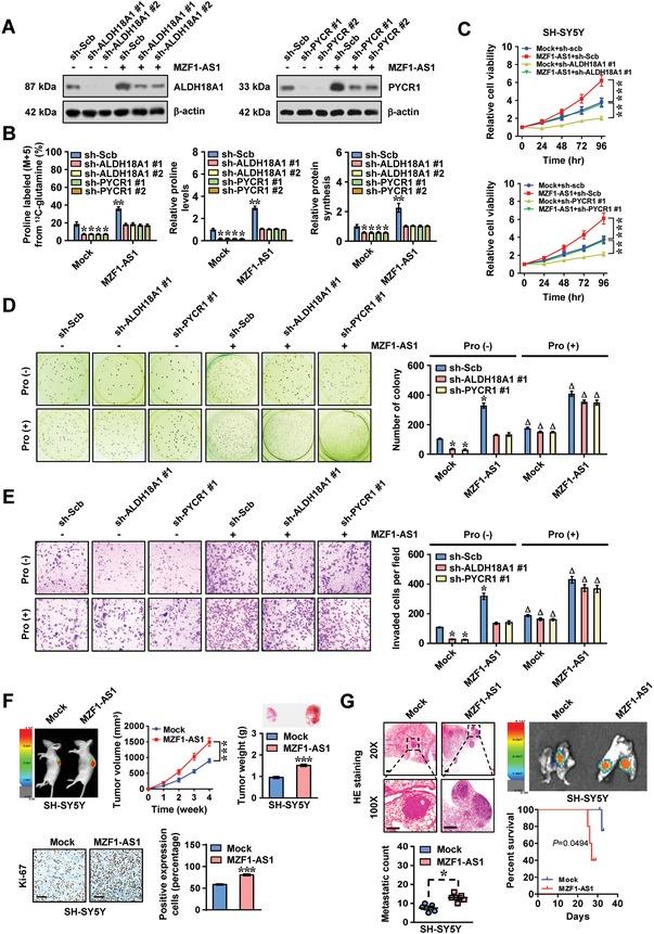 https://cdn.ncbi.nlm.nih.gov/pmc/blobs/9534/6774027/7eec839b38c7/ADVS-6-1900581-g003.jpg